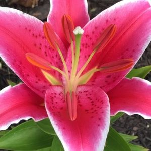 Meet your Posher, Donna